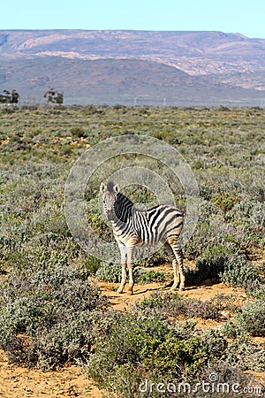 South African Zebra Baby Calf