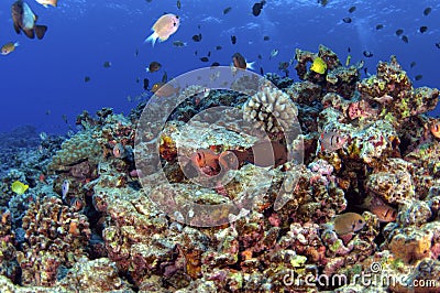 South Pacific Reef