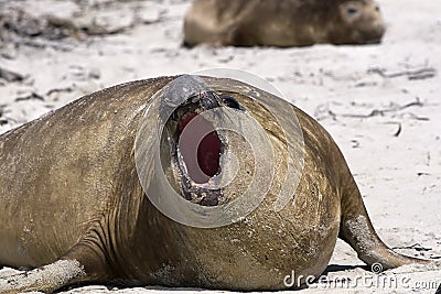 Southern elephant seal (Mirounga leonina)