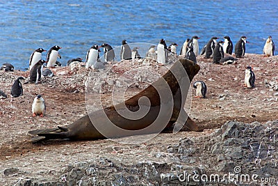 Southern elephant seal with penguins, Antarctica