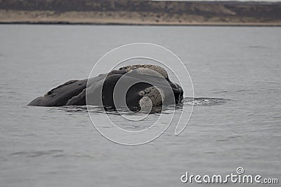 Southern Right Whale