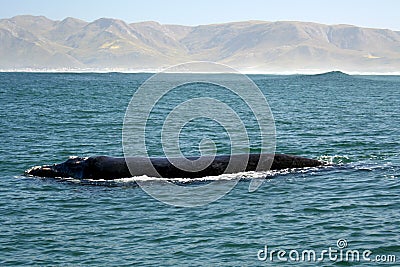 Southern Right Whale