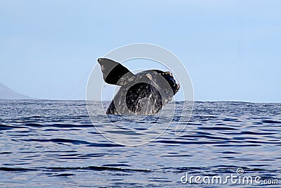 Southern Right Whale Breaching 3/4