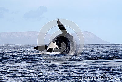 Southern Right Whale Breaching 4/4