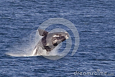 Southern right whale breaching