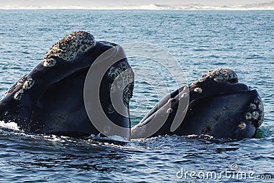 Southern Right Whale Couple