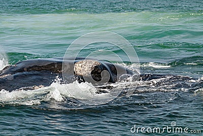 Southern right whale eye