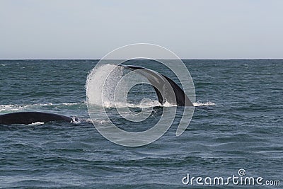 Southern right whale fluking