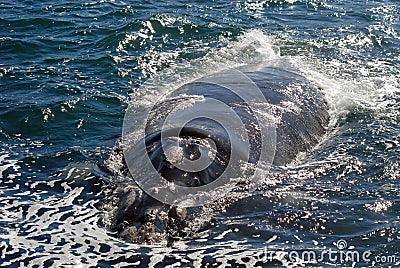 Southern Right Whale, Hermanus, South Africa