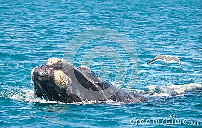 Southern Right whale and seagull.