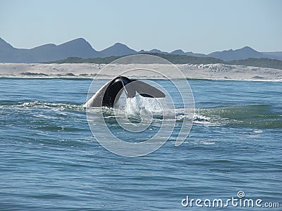 Southern right whale tail