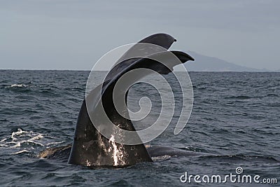 Southern right whale tail