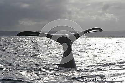 Southern right whale tail