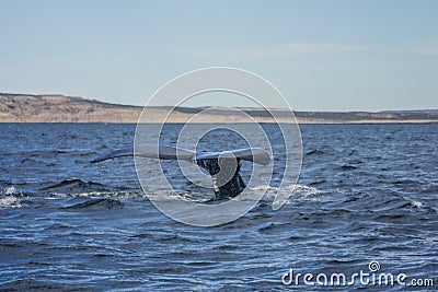 Southern right whale