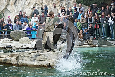 Southern sea lion jumping high at the feeding