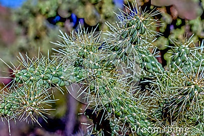 Southwest American Cacti