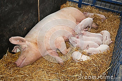 Sow with piglets