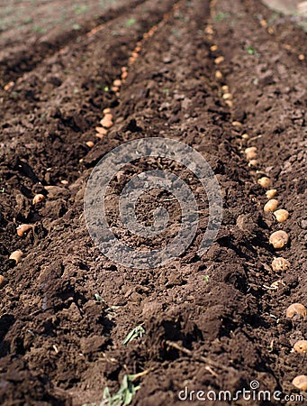 Sowing Potato, Process of Seeding.