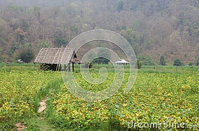 Soy bean farm