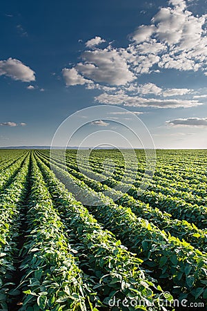 Soybean Field