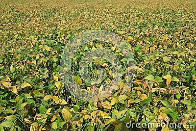 Soybean Field Background