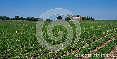 Soybean Field