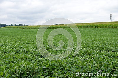 Soybean Field