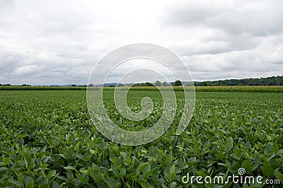 Soybean Field