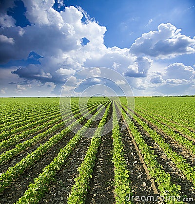 Soybean field ripening at spring