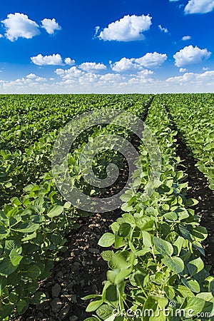 Soybean field ripening at spring season, agricultural landscape.