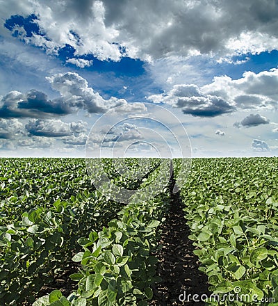 Soybean field ripening at spring season, agricultural landscape.