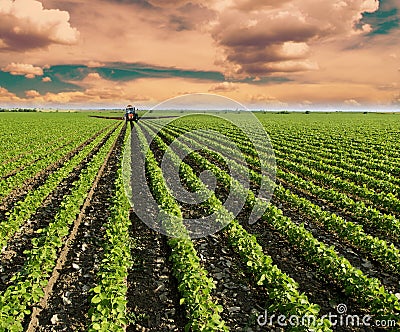 Soybean field ripening at spring season, agricultural landscape. Red tractor spraying field.