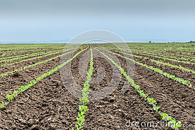 Soybean Field Rows