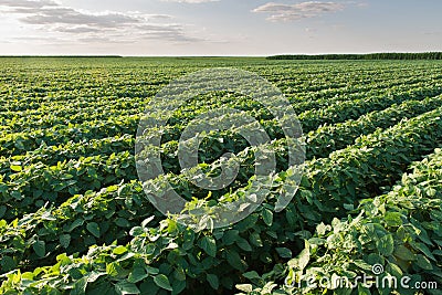 Soybean Field