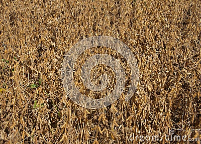 Soybean Field