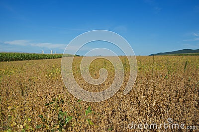 Soybean Field