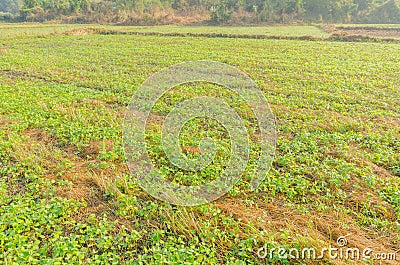 Soybean field