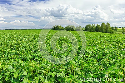 Soybean field