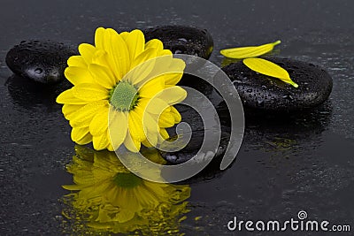 Spa concept yellow flower with spa stones