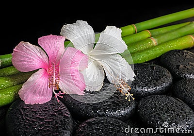 Spa concept of zen basalt stones, white and pink hibiscus flower