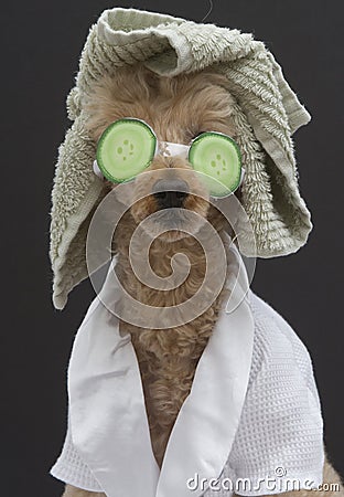 Spa Ready Dog