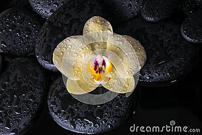 Spa set of yellow orchid (phalaenopsis) on zen stones with drops