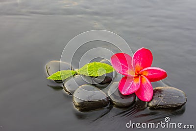 Spa stones and frangipani flower purple