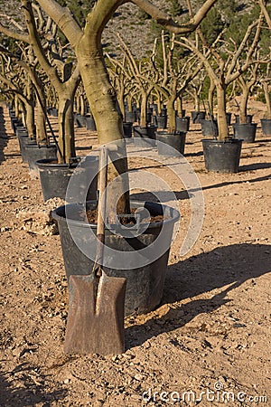 Spade in a tree nursery