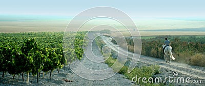 Spanish Horseback Rider surveys his Vineyards