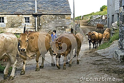 Spanish Rural life, street view with strolling cow