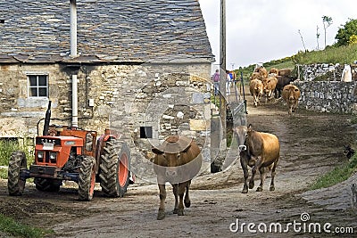 Spanish Rural life, street view with strolling cows