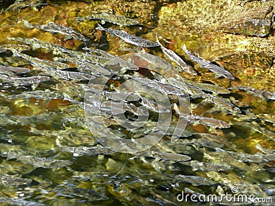 Spawning Salmon in River