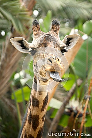 Speaking Giraffe