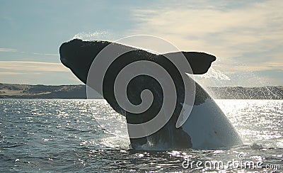 Spectacular Black and white whale jumping